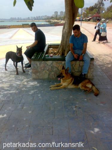 paşha Erkek Doberman Pinscher