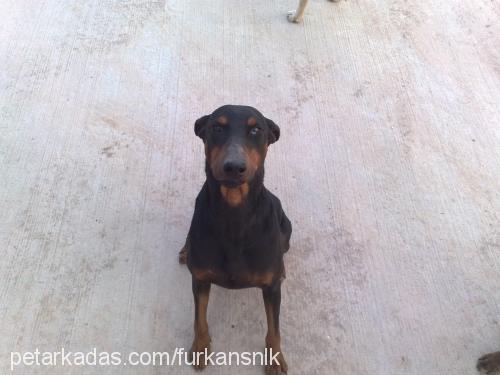 paşha Erkek Doberman Pinscher