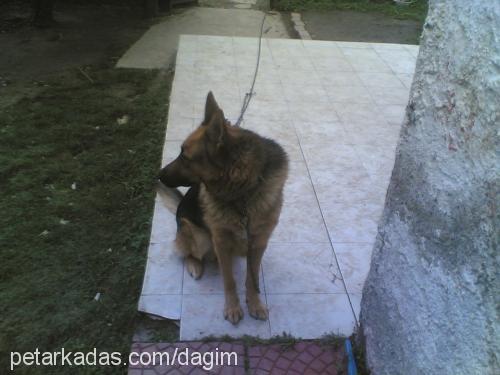 dag Erkek Alman Çoban Köpeği