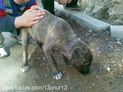 zeus Erkek Amerikan Staffordshire Terrier