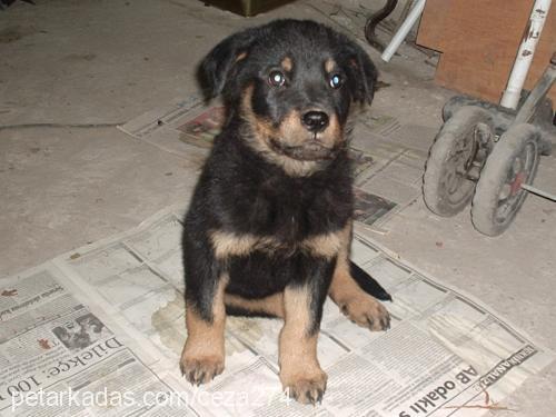 duman Dişi Rottweiler