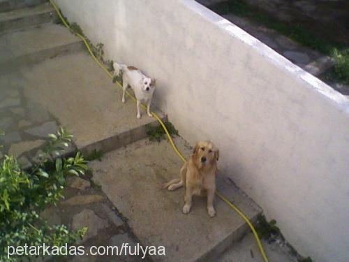 kor Erkek Golden Retriever