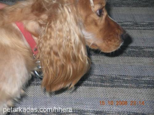 hhera Dişi İngiliz Cocker Spaniel