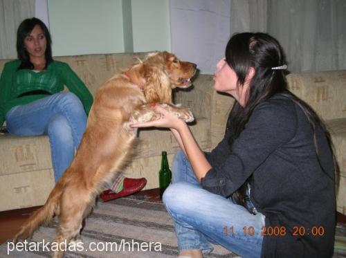 hhera Dişi İngiliz Cocker Spaniel