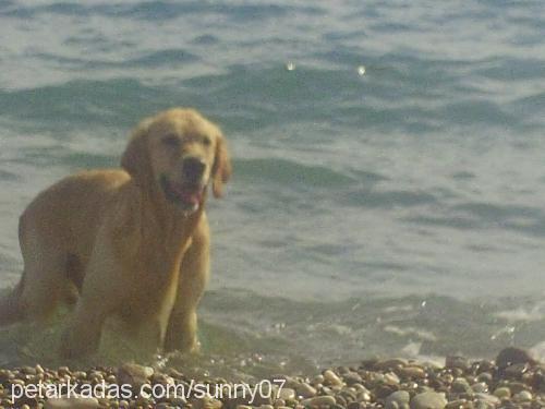 sunny Erkek Golden Retriever