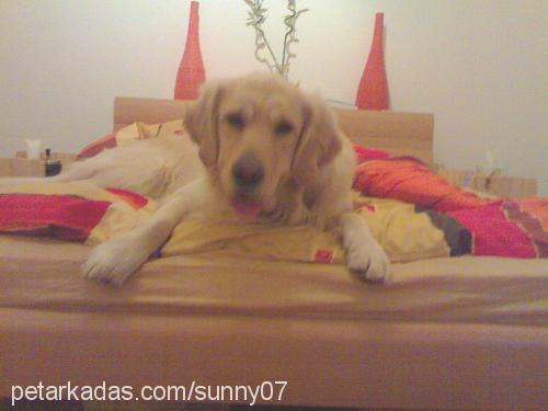 sunny Erkek Golden Retriever