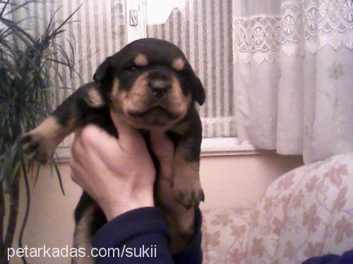 noname.. Dişi Rottweiler