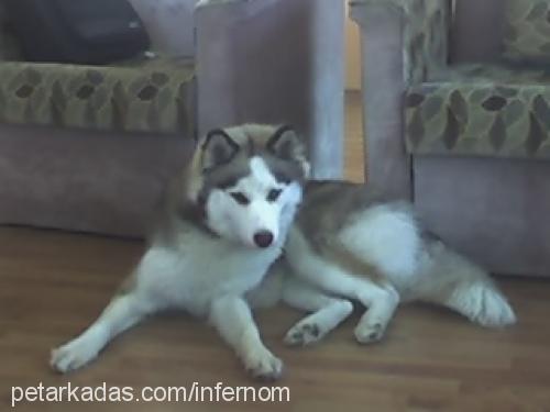 daisy Dişi Alaskan Malamute