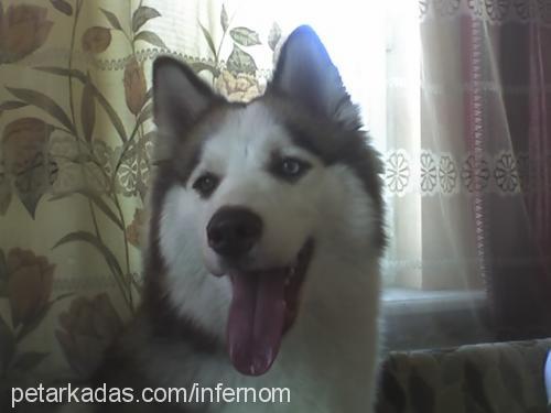 daisy Dişi Alaskan Malamute