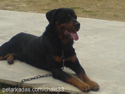 rotti Erkek Rottweiler