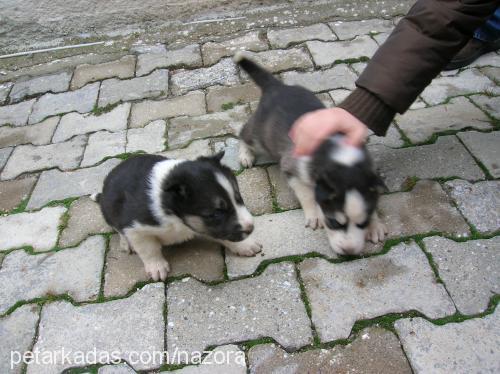 tares Erkek Sibirya Kurdu (Husky)