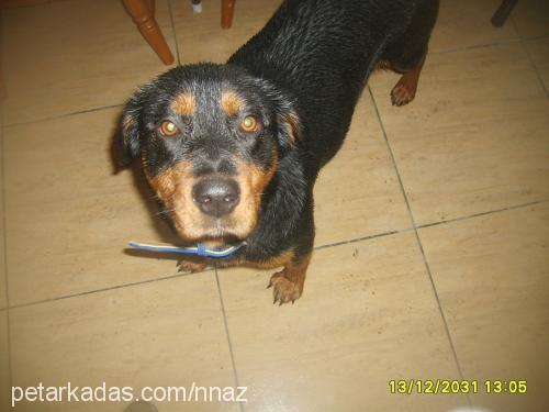 zeytin Dişi Rottweiler