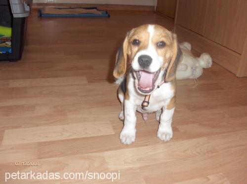 snoopy Erkek Beagle