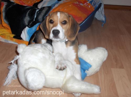 snoopy Erkek Beagle