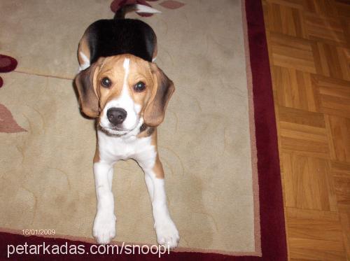 snoopy Erkek Beagle