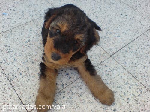 pako Erkek Airedale Terrier