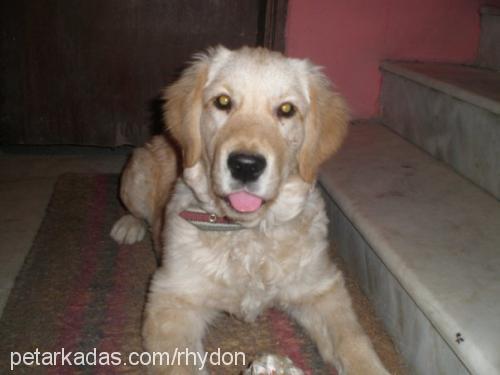 Şımarık Dişi Golden Retriever