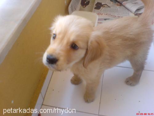 Şımarık Dişi Golden Retriever