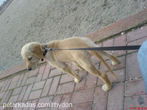 Şımarık Dişi Golden Retriever