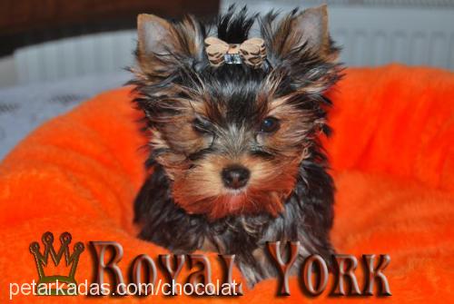 minamiracle Dişi Yorkshire Terrier