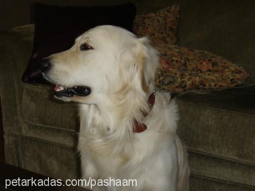 pasha Erkek Golden Retriever