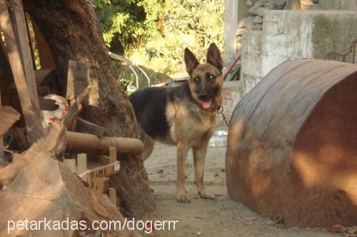 alex Erkek Alman Çoban Köpeği