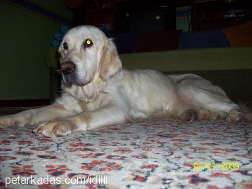 cano Dişi Golden Retriever