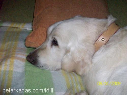 cano Dişi Golden Retriever