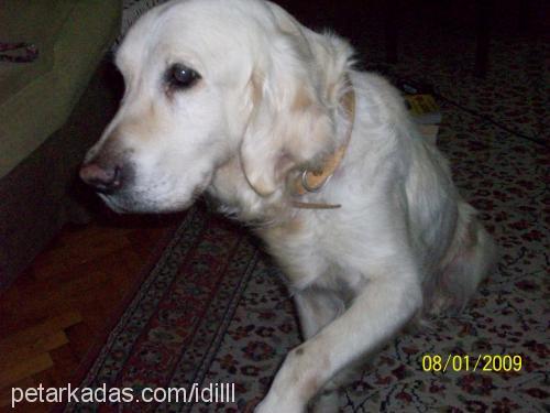 cano Dişi Golden Retriever