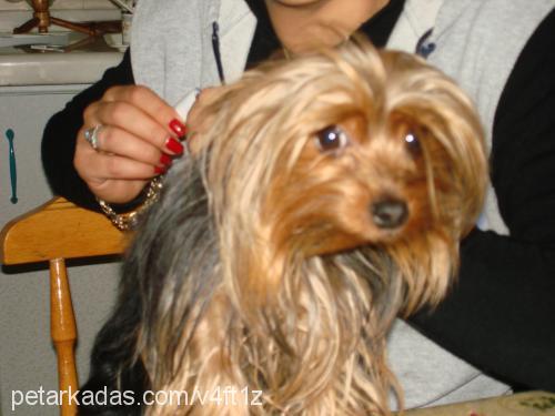 cincır Erkek Yorkshire Terrier