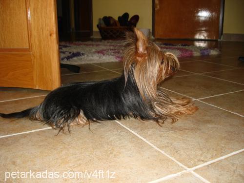 cincır Erkek Yorkshire Terrier