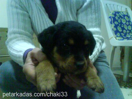 lasi Dişi Rottweiler