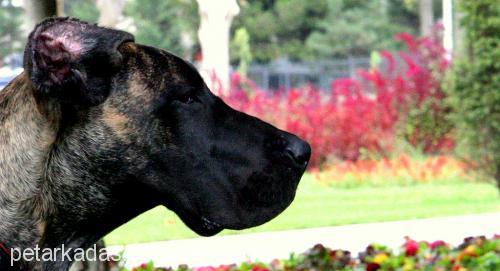 tabu Dişi Great Dane (Danua)