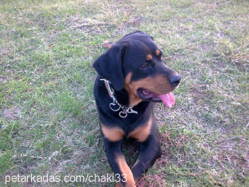 lasi Dişi Rottweiler