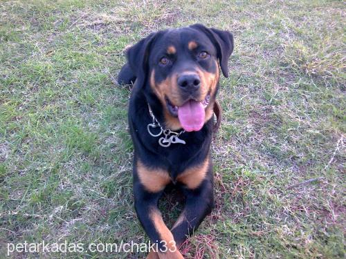 lasi Dişi Rottweiler