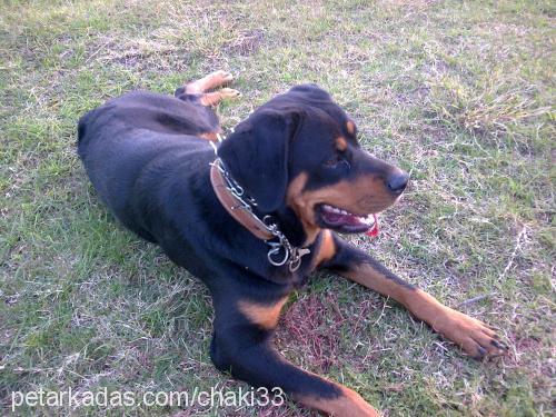 lasi Dişi Rottweiler