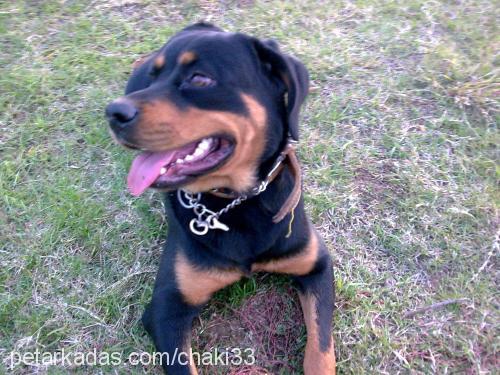 lasi Dişi Rottweiler