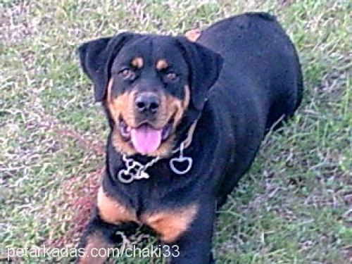 lasi Dişi Rottweiler