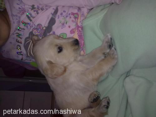 nashiwa Dişi Golden Retriever