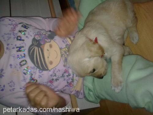 nashiwa Dişi Golden Retriever