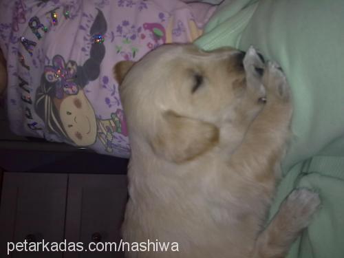 nashiwa Dişi Golden Retriever