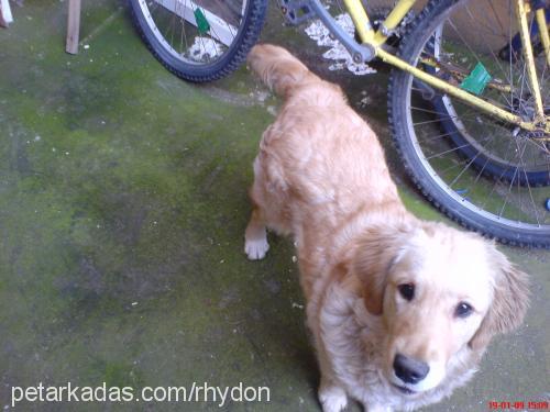 Şımarık Dişi Golden Retriever