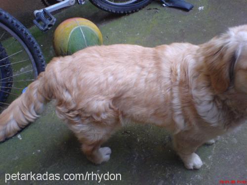 Şımarık Dişi Golden Retriever