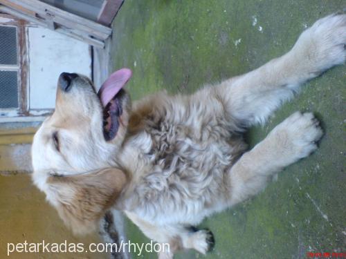 Şımarık Dişi Golden Retriever