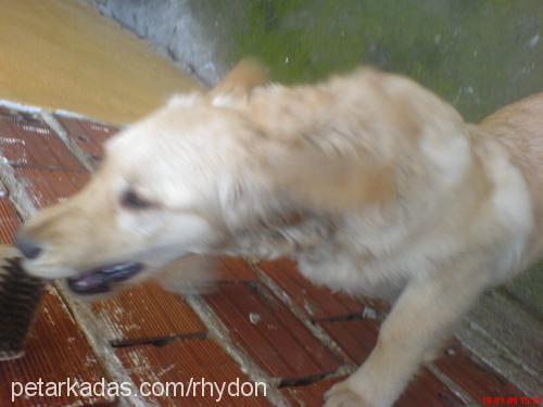 Şımarık Dişi Golden Retriever