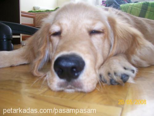 paşa Erkek Golden Retriever