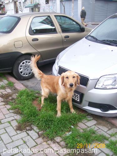 paşa Erkek Golden Retriever