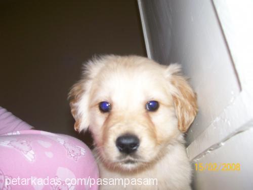 paşa Erkek Golden Retriever