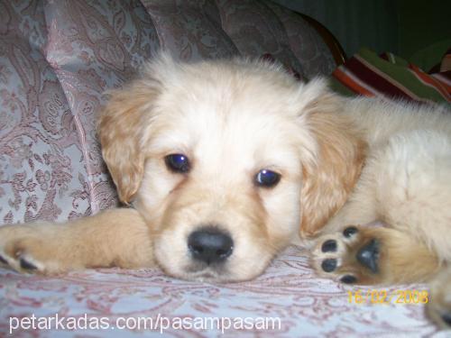 paşa Erkek Golden Retriever