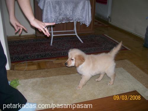 paşa Erkek Golden Retriever